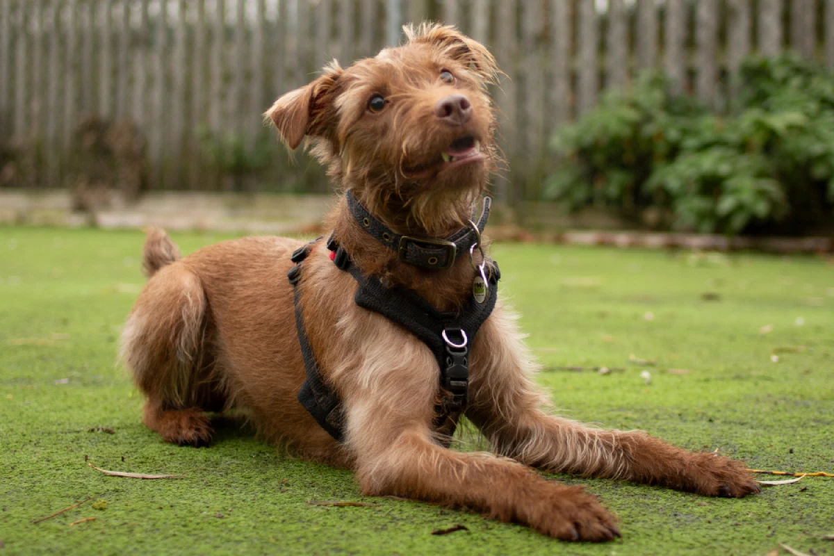 Behavior Coaching for Stubborn Dogs Phoenix Pet Owners Trust